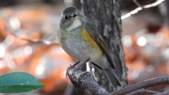 DSCN7120：ルリビタキ（メスタイプ）