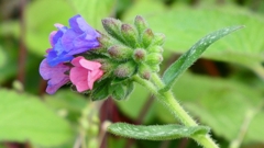 P1020410：プルモナリア