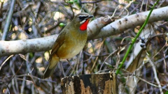 P2310323：ノゴマ（オス