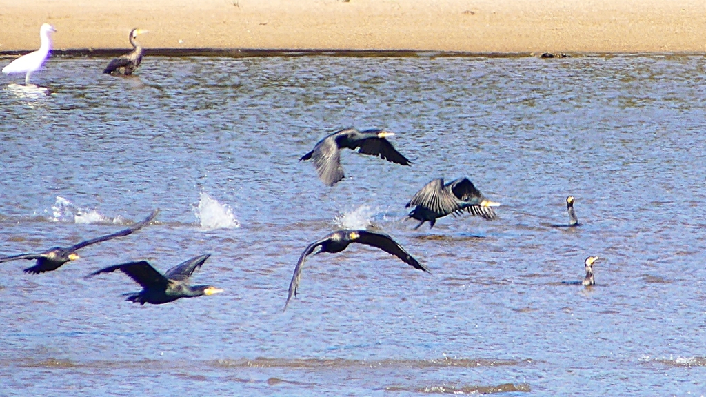 P2330290：カワウの狩り
