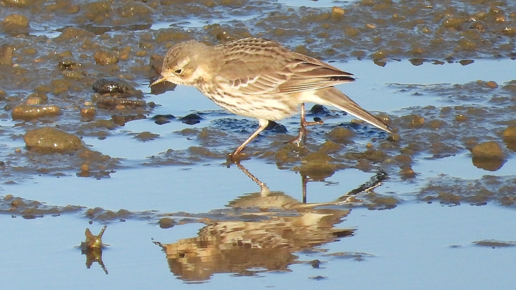 DSCN6449：タヒバリ