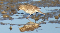 DSCN6449：タヒバリ