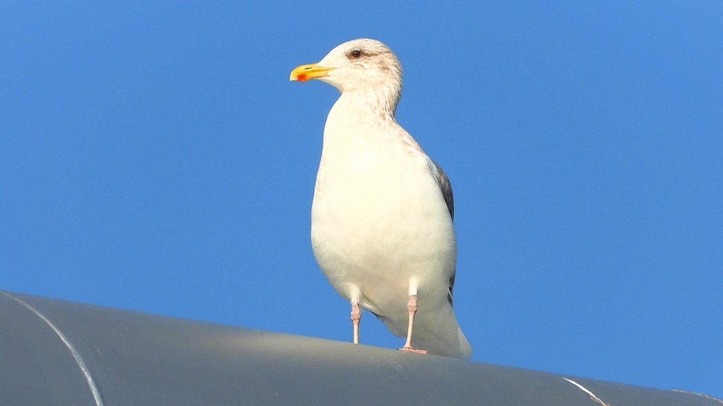 DSCN4353：セグロカモメ