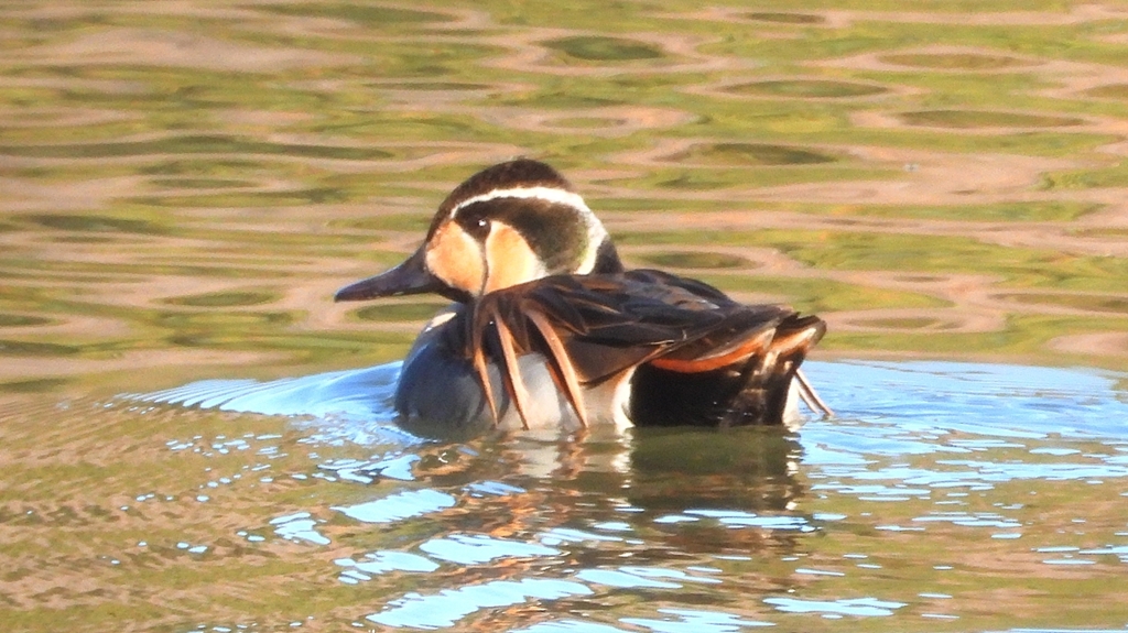 DSCN7852：トモエガモ（オス）