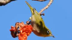 DSCN8715：メジロ