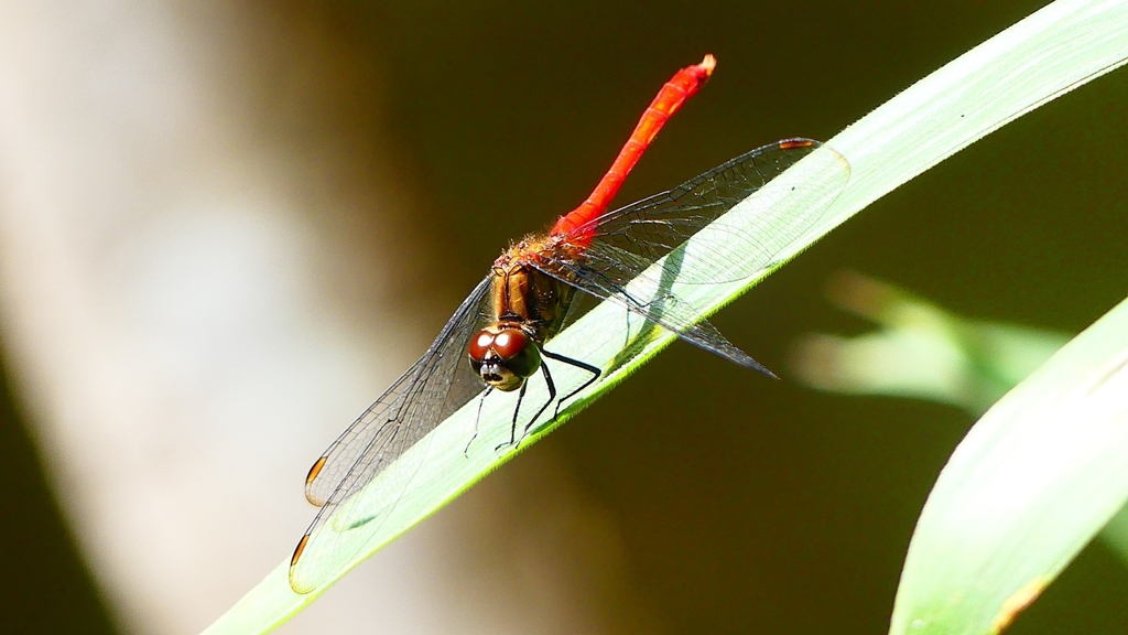 P2250774：マユタテアカネ（オス）