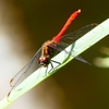 P2250774：マユタテアカネ（オス）