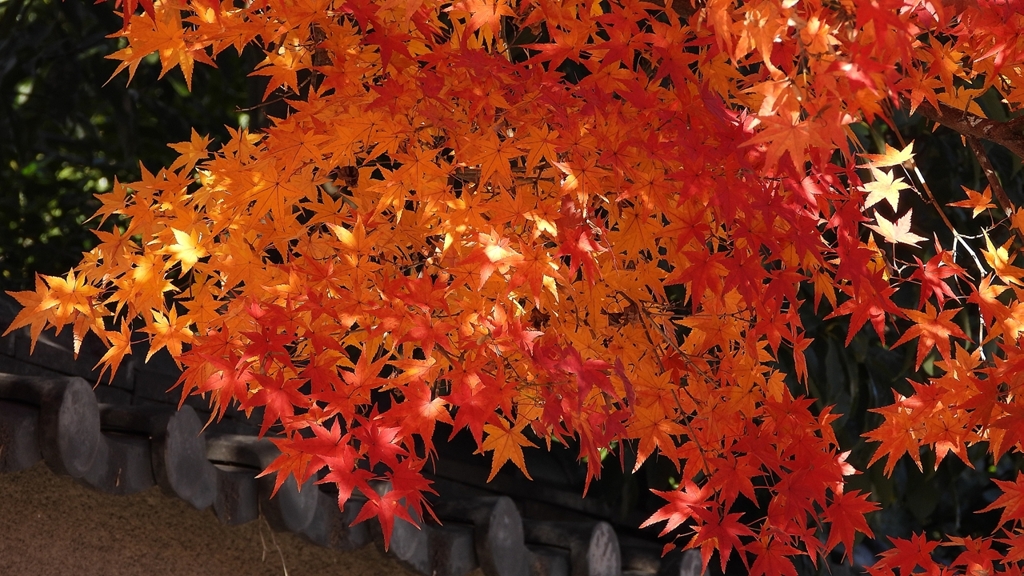 DSCN1290：紅葉