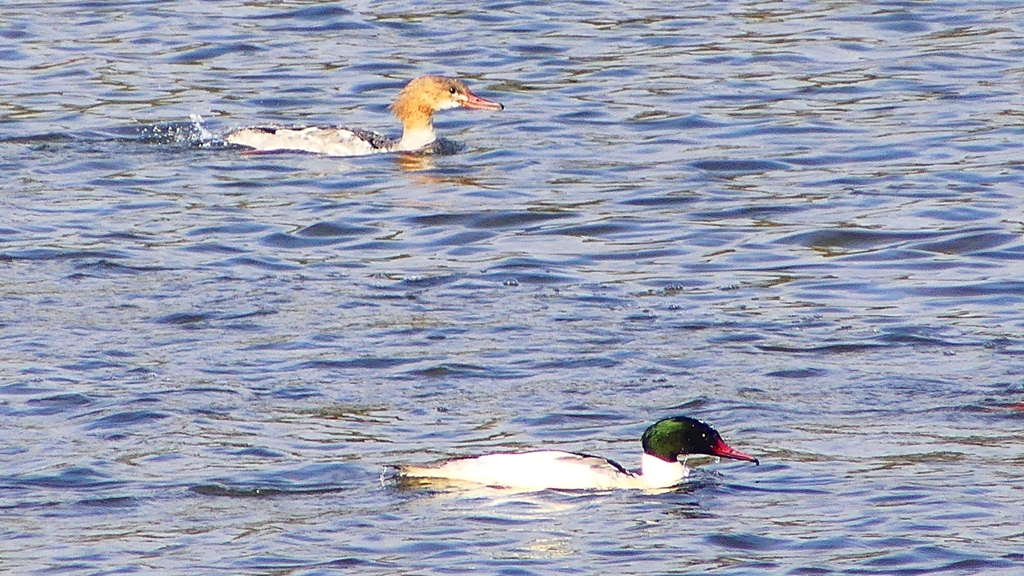 P2410437：カワアイサ