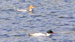 P2410437：カワアイサ