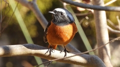 DSCN9064：ジョウビタキ（オス）