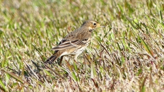 P2390273：タヒバリ