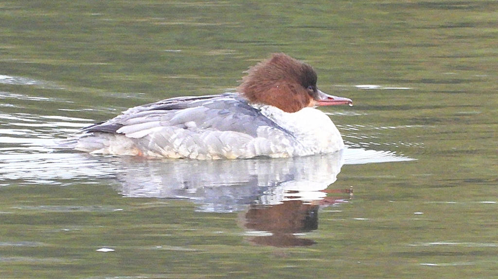 DSCN3517：カワアイサ（メス）