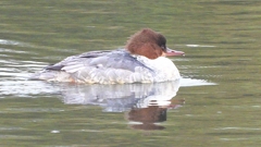 DSCN3517：カワアイサ（メス）