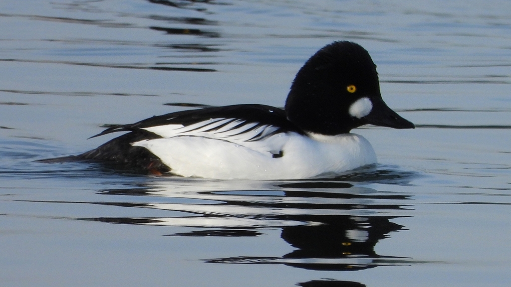 DSCN2464：ホオジロガモ（オス）