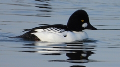 DSCN2464：ホオジロガモ（オス）