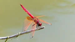 P2300791：ベニトンボ（オス）