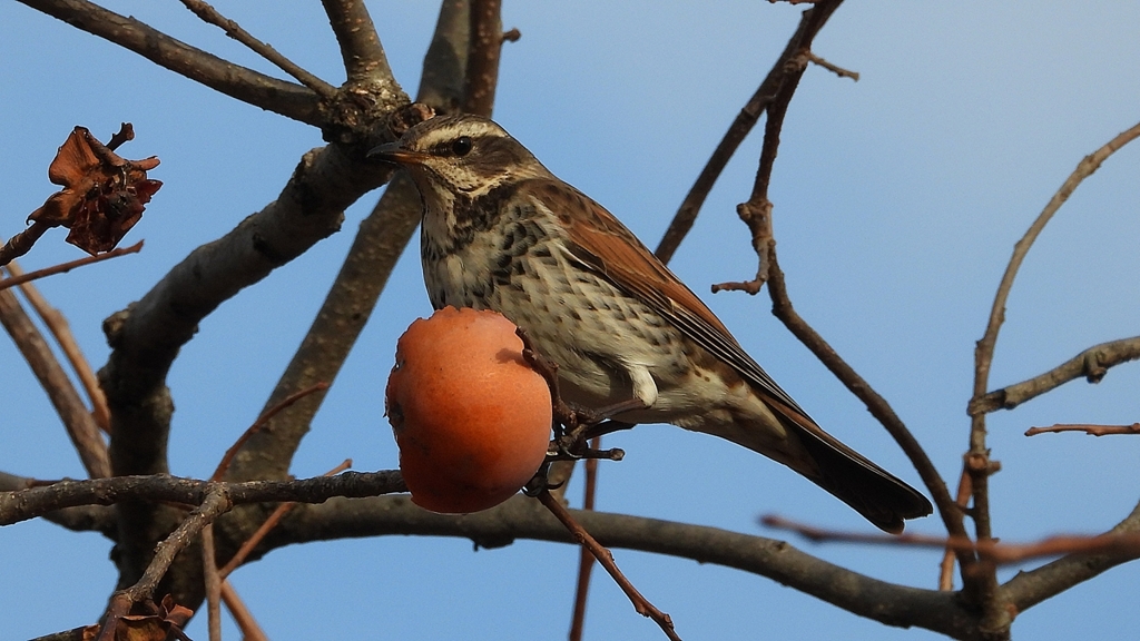 DSCN8424：ツグミ