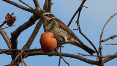 DSCN8424：ツグミ