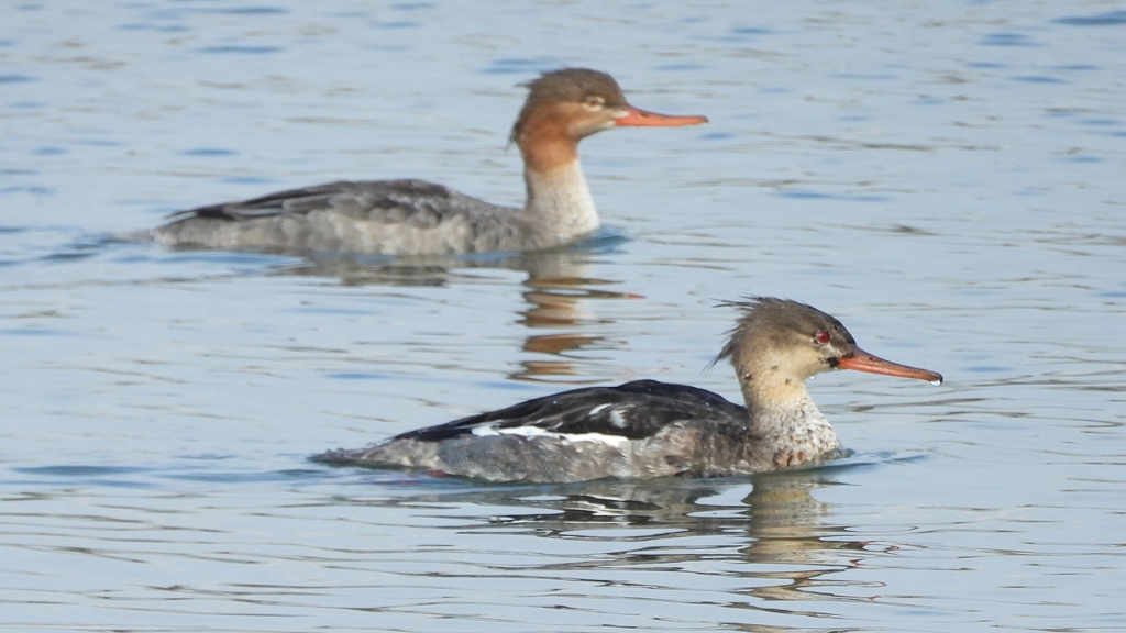 DSCN4494：ウミアイサ