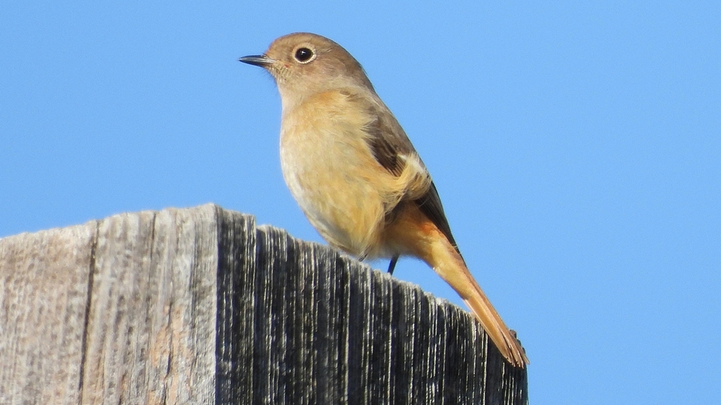 DSCN6808：ジョウビタキ（メス）