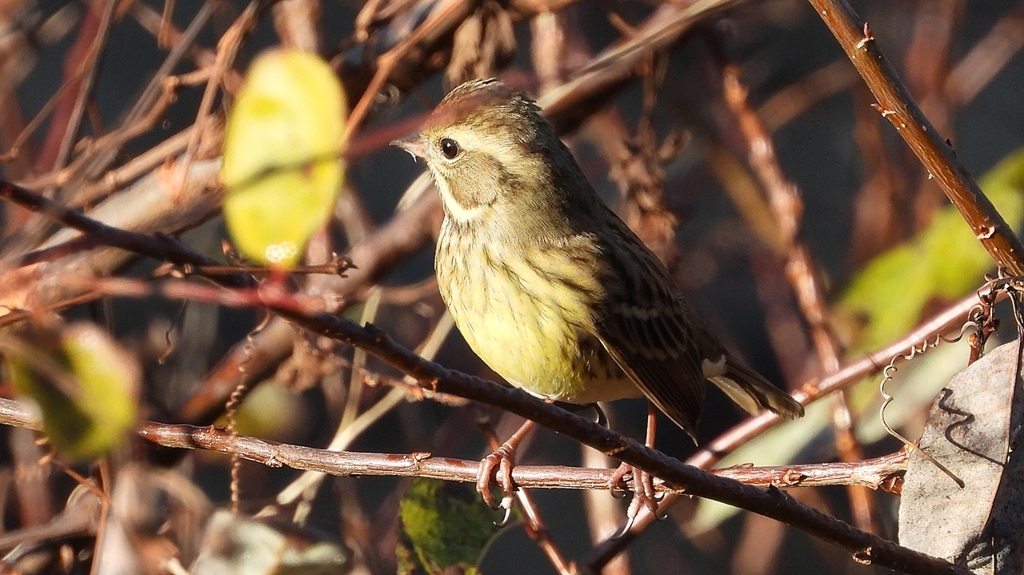 DSCN5767：アオジ