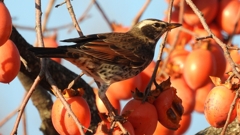 DSCN5956：ツグミ