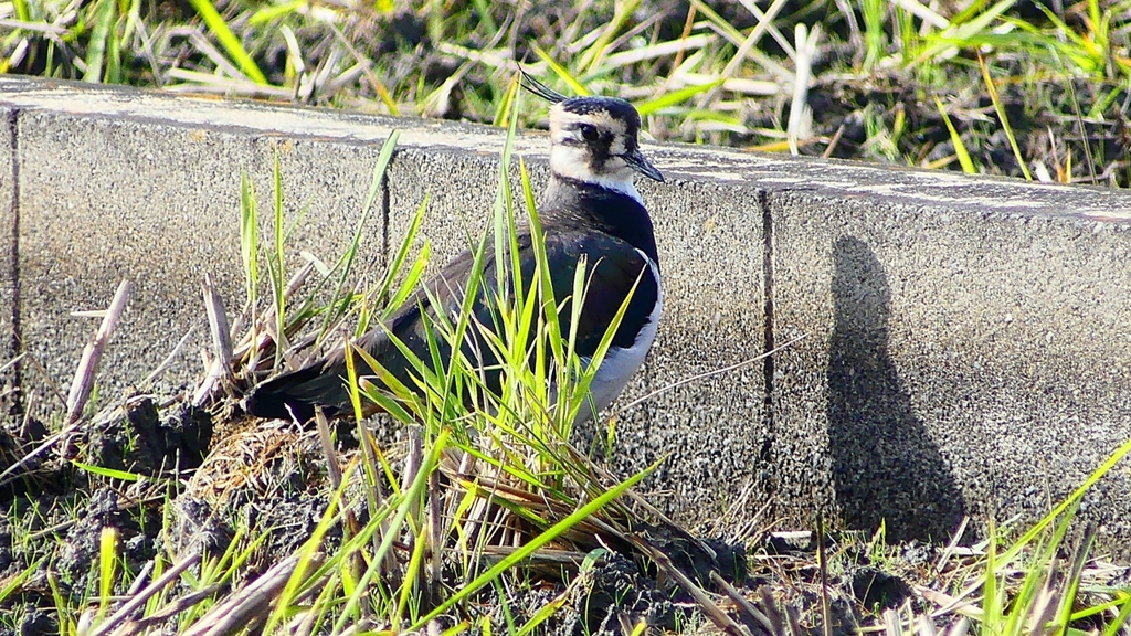 P2340577：タゲリ