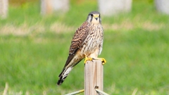 P2340368：チョウゲンボウ