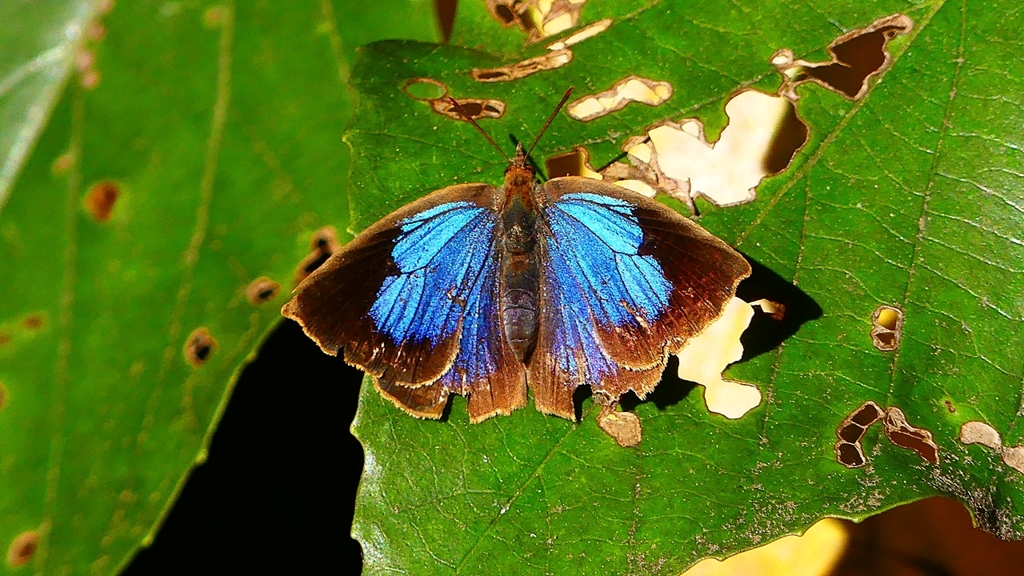 P2400543：ムラサキシジミ