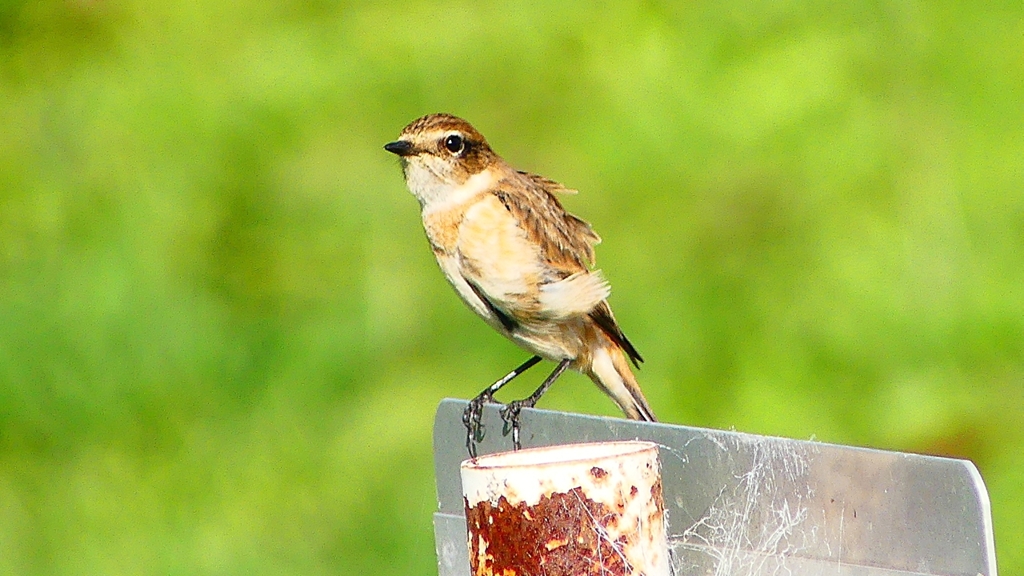 P2310823：ノビタキ