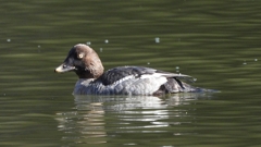 DSCN2325：ホオジロガモ（メス）