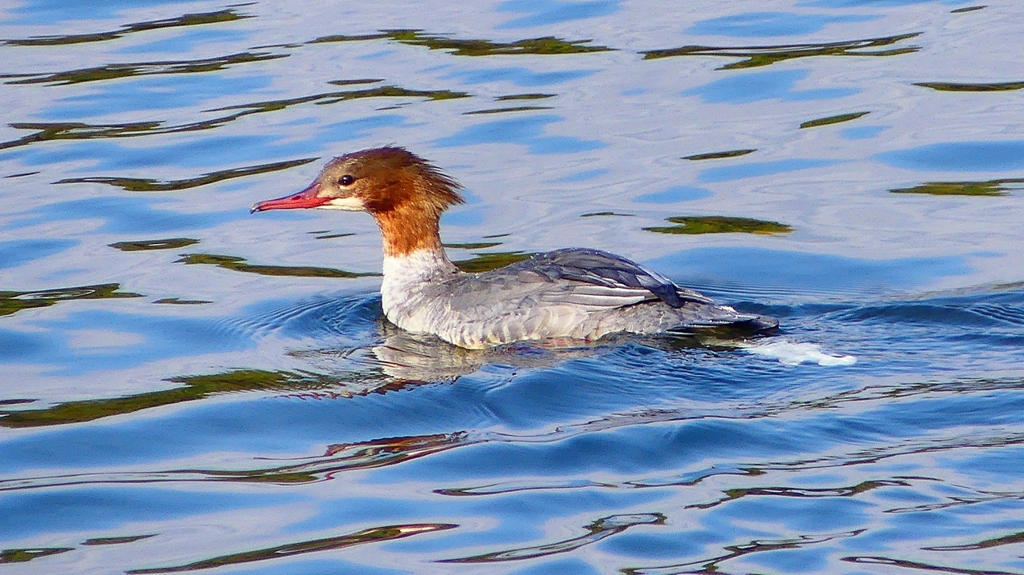 P2390187：カワアイサ（メス）