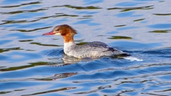 P2390187：カワアイサ（メス）