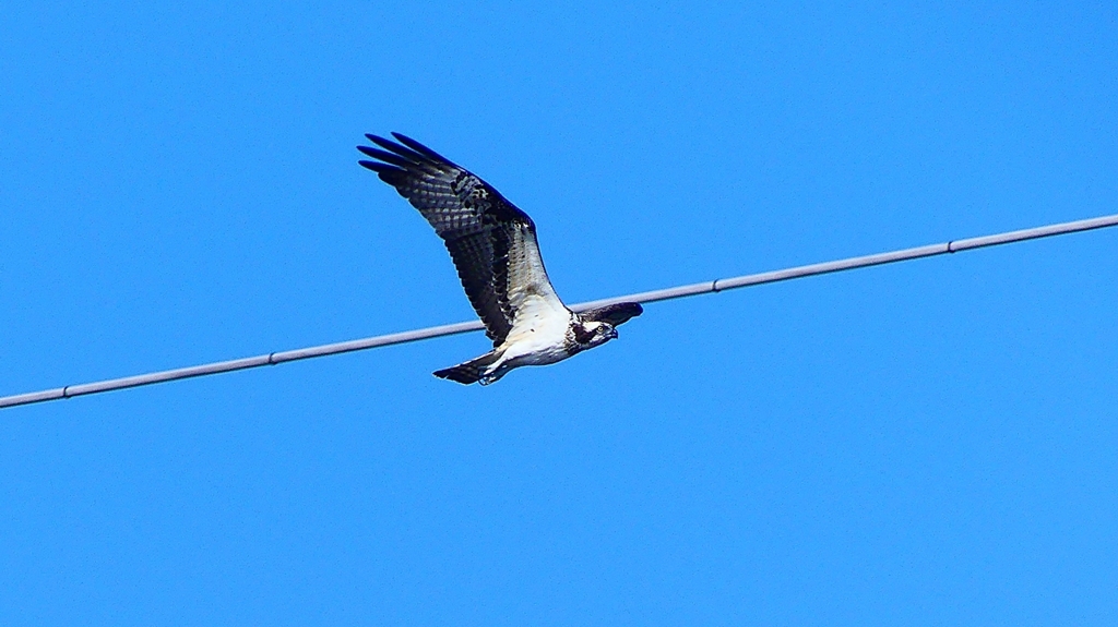 P2270446：飛ぶミサゴ
