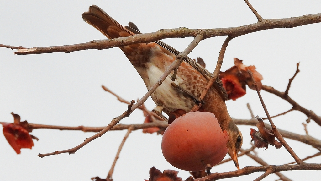 DSCN8589：ハチジョウツグミ