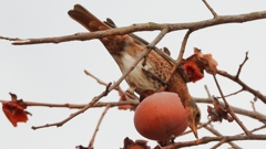 DSCN8589：ハチジョウツグミ