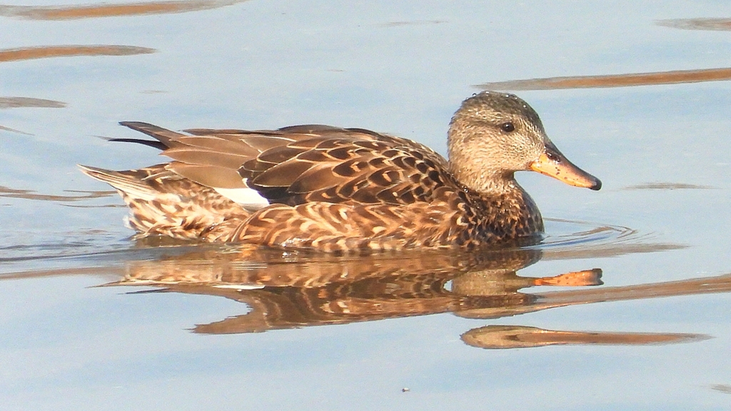 DSCN7464：オカヨシガモ（メス）