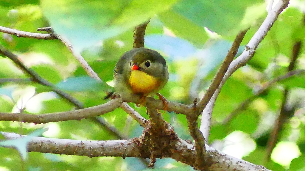 P2250651：ソウシチョウ