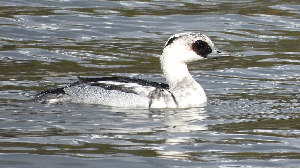 DSCN0295：ミコアイサ（オス）