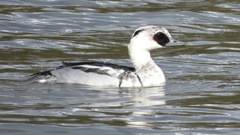 DSCN0295：ミコアイサ（オス）