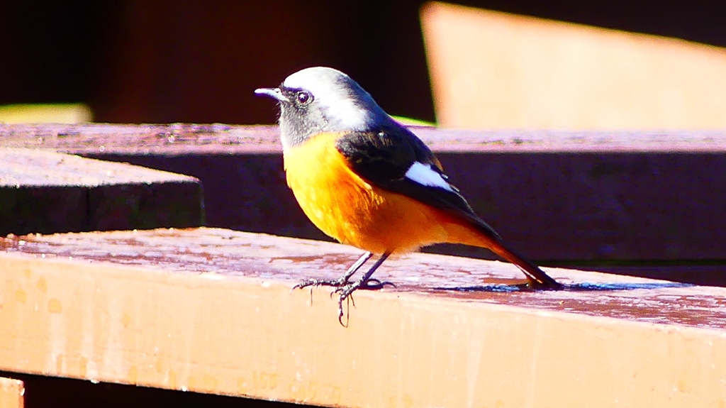 P2370592：ジョウビタキ（オス）