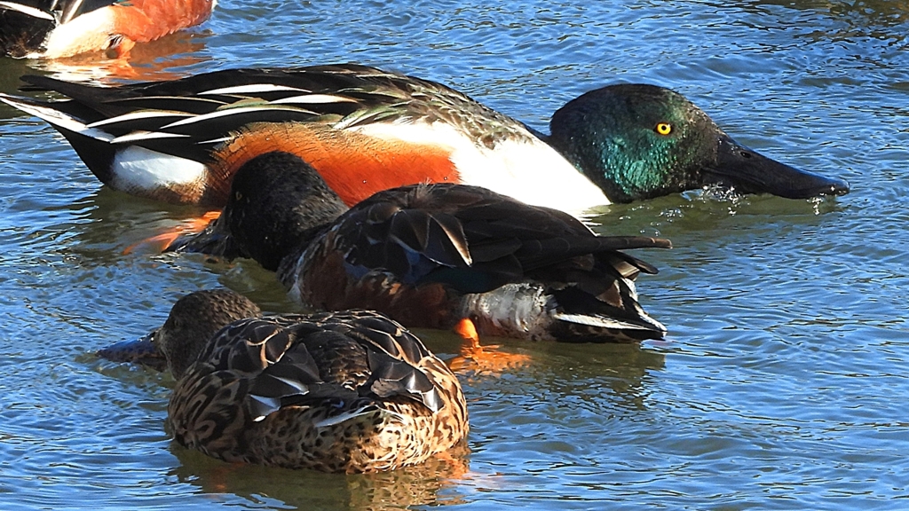 DSCN7027：ハシビロガモ