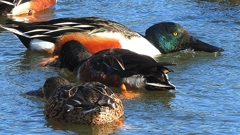 DSCN7027：ハシビロガモ