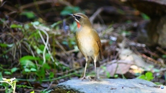 P2310045：ノゴマ（オス）