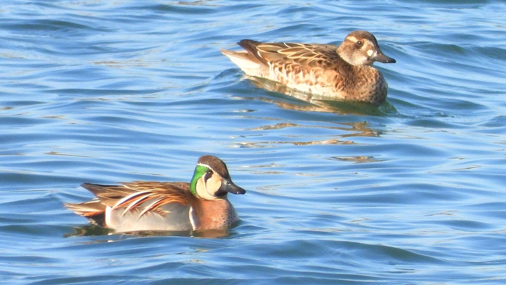 DSCN1134：トモエガモ