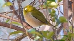 DSCN8310：メジロ