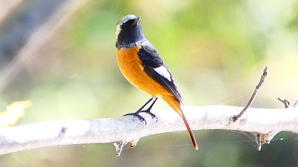 P2300487：ジョウビタキ（オス）