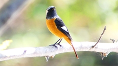 P2300487：ジョウビタキ（オス）