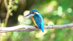 P2300413：カワセミ